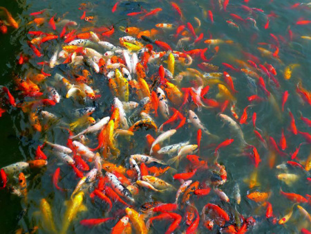 开云体育官方下载app:东营文旅携手群众新闻寻觅走运的“黄河锦鲤”