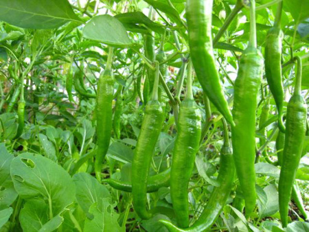 开云体育官方下载app:玉林日报